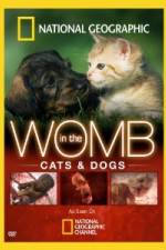 Watch National Geographic In The Womb Cats Online Alluc
