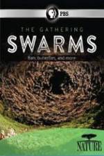 Watch Nature The Gathering Swarms Alluc