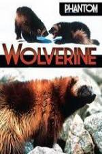 Watch National Geographic Phantom Wolverine Alluc