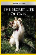 Watch National Geographic The Secret Life of Cats Alluc