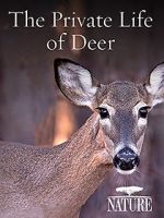 Watch The Private Life of Deer Alluc