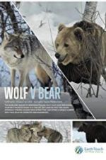 Watch Wolf vs Bear Alluc