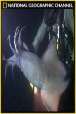 Watch National Geographic Hooked Squid Invasion Alluc