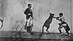 Watch The Boxing Kangaroo (Short 1896) Alluc