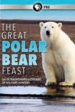 Watch The Great Polar Bear Feast Alluc