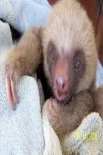 Watch Too Cute! Baby Sloths Alluc