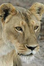 Watch Last Lioness: National Geographic Alluc