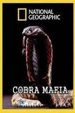 Watch National Geographic Cobra Mafia Alluc
