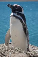 Watch National Geographic Wild Chronicles: Penguins Alluc