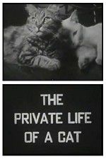 Watch The Private Life of a Cat Alluc