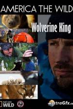 Watch National Geographic Wild America the Wild Wolverine King Alluc