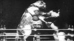 Watch The Boxing Cats (Prof. Welton\'s) Alluc