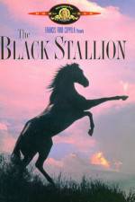 Watch The Black Stallion Alluc