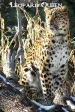 Watch Leopard Queen Alluc