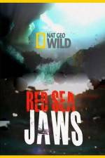 Watch National Geographic Red Sea Jaws Alluc