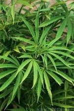 Watch Cannabis Whats The Harm Part 1 Alluc