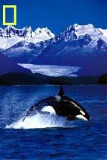 Watch National Geographic Killer Whales Of The Fjord Alluc