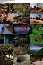 Watch National Geographic Wild - City Of Ants Alluc