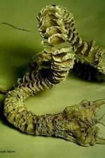 Watch Mongolian Death Worm Alluc