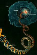 Watch Horizon: Miracle Cure? A Decade of the Human Genome Alluc