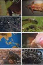Watch National Geographic Wild : Deadliest Animals Asia Pacific Alluc
