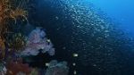Watch Wild Window: Bejeweled Fishes Alluc