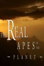 Watch The Real Apes of the Planet Alluc