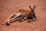 Watch Big Red: The Kangaroo King Alluc