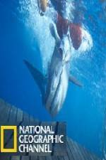 Watch National Geographic Shark Men Surfs Up Alluc