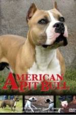 Watch American Pit Bull Alluc