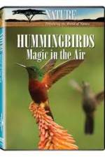Watch Hummingbirds Magic in the Air Alluc