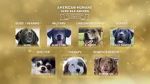 Watch American Humane Hero Dog Awards: 10th Anniversary Celebration (TV Special 2020) Alluc