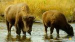 Watch The Last Buffalo Alluc