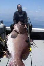 Watch National Geographic: Monster Fish - Nile Giant Alluc