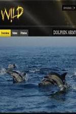 Watch National Geographic Wild Dolphin Army Alluc