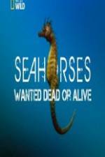 Watch National Geographic - Wild Seahorses Wanted Dead Or Alive Alluc