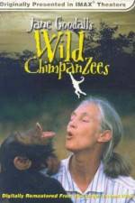 Watch Jane Goodall's Wild Chimpanzees Alluc