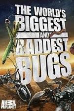 Watch Worlds Biggest and Baddest Bugs Alluc