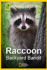 Watch Raccoon: Backyard Bandit Alluc