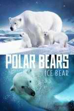 Watch Polar Bears Ice Bear Alluc