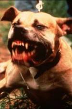 Watch Dogfighting Undercover Alluc