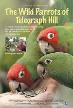 Watch The Wild Parrots of Telegraph Hill Alluc