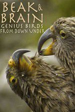 Watch Beak & Brain - Genius Birds from Down Under Alluc