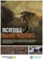 Watch Incredible Animal Moments Alluc
