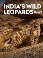 Watch India\'s Wild Leopards (Short 2020) Alluc