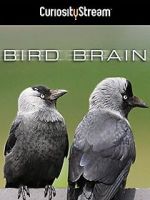 Watch Bird Brain Alluc