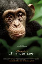 Watch Chimpanzee Alluc