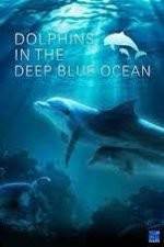 Watch Dolphins in the Deep Blue Ocean Alluc