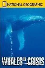 Watch National Geographic: Whales in Crisis Alluc
