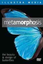 Watch Metamorphosis: The Beauty and Design of Butterflies Alluc